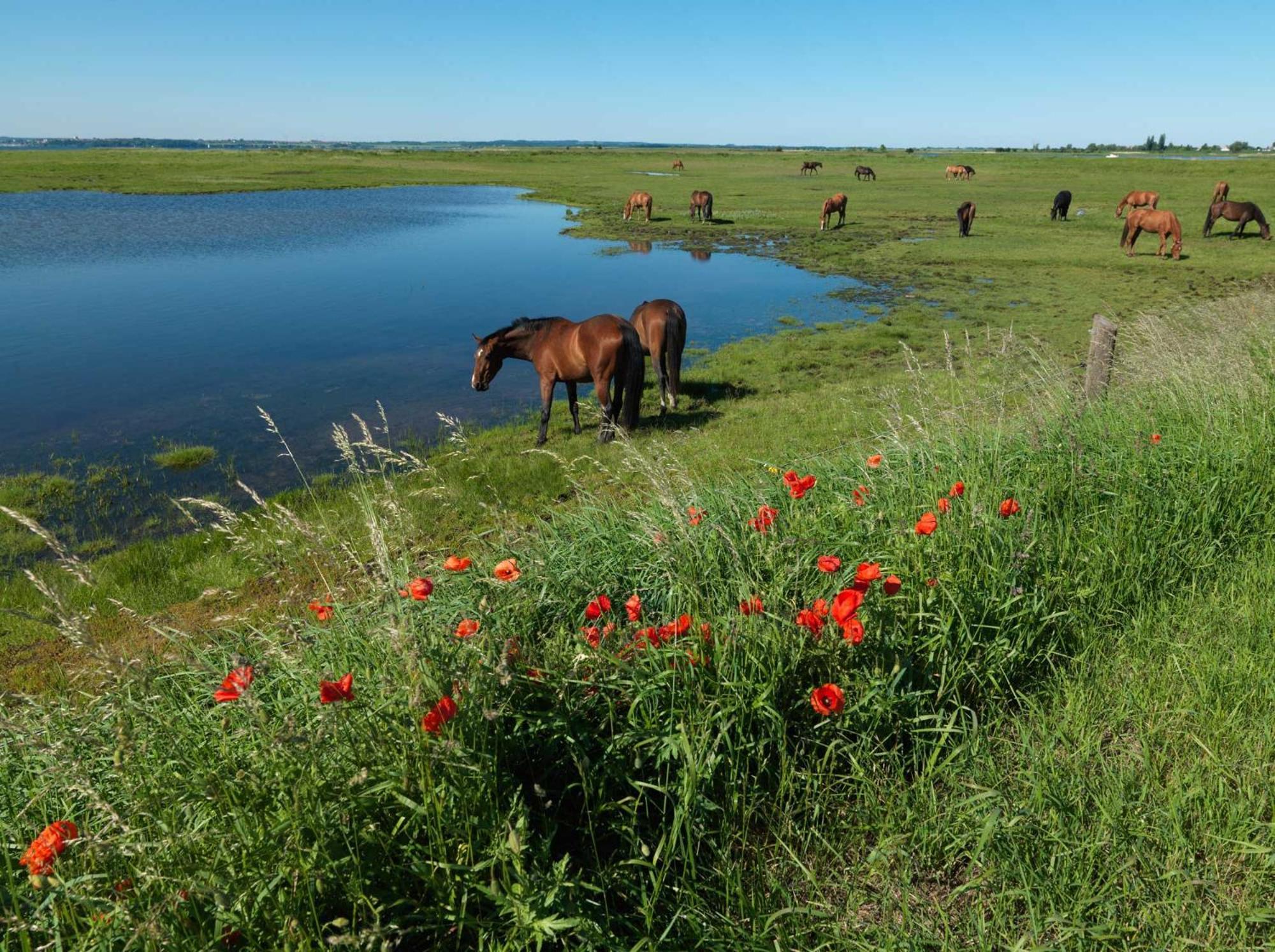 Ferienanlage Poschmann Strohboden Insel Poel Exteriör bild